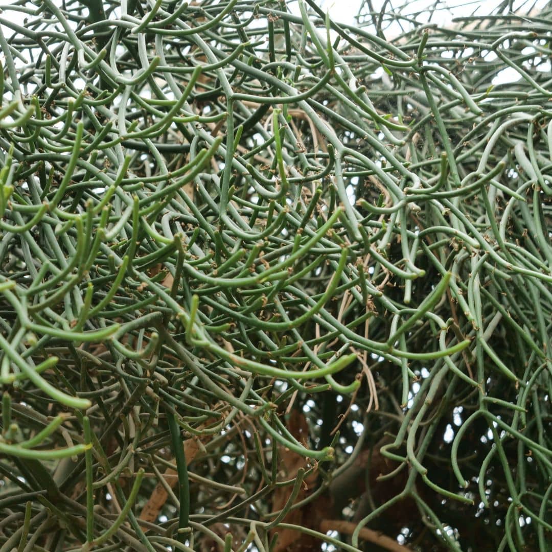 GRAINES Euphorbe crayon à semer monde vegetal