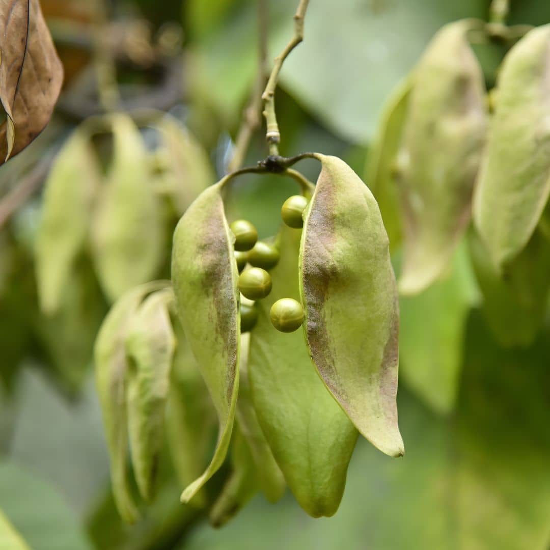 GRAINES Firmiana simplex Sterculier à feuilles de platane arbre d'ombrage rare zoom sur les fruits