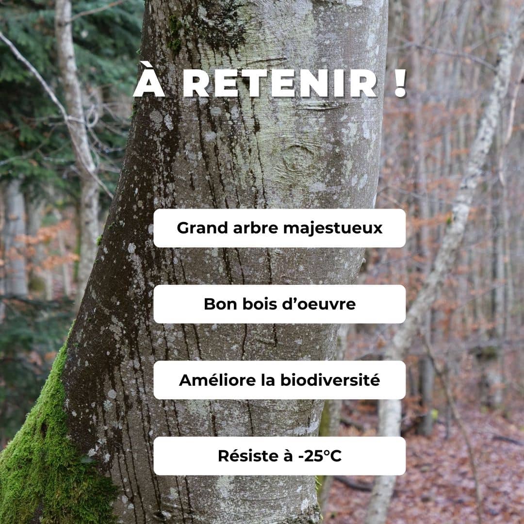 GRAINES Hêtre commun fagus sylvatica arbre pour le bois et la sylviculture monde vegetal semences comment le cultiver
