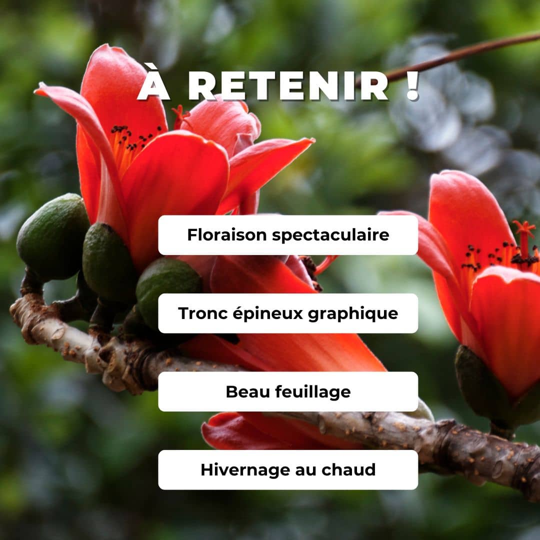 GRAINES Kapokier rouge Bombax ceiba arbres rares monde vegetal comment semer et cultiver