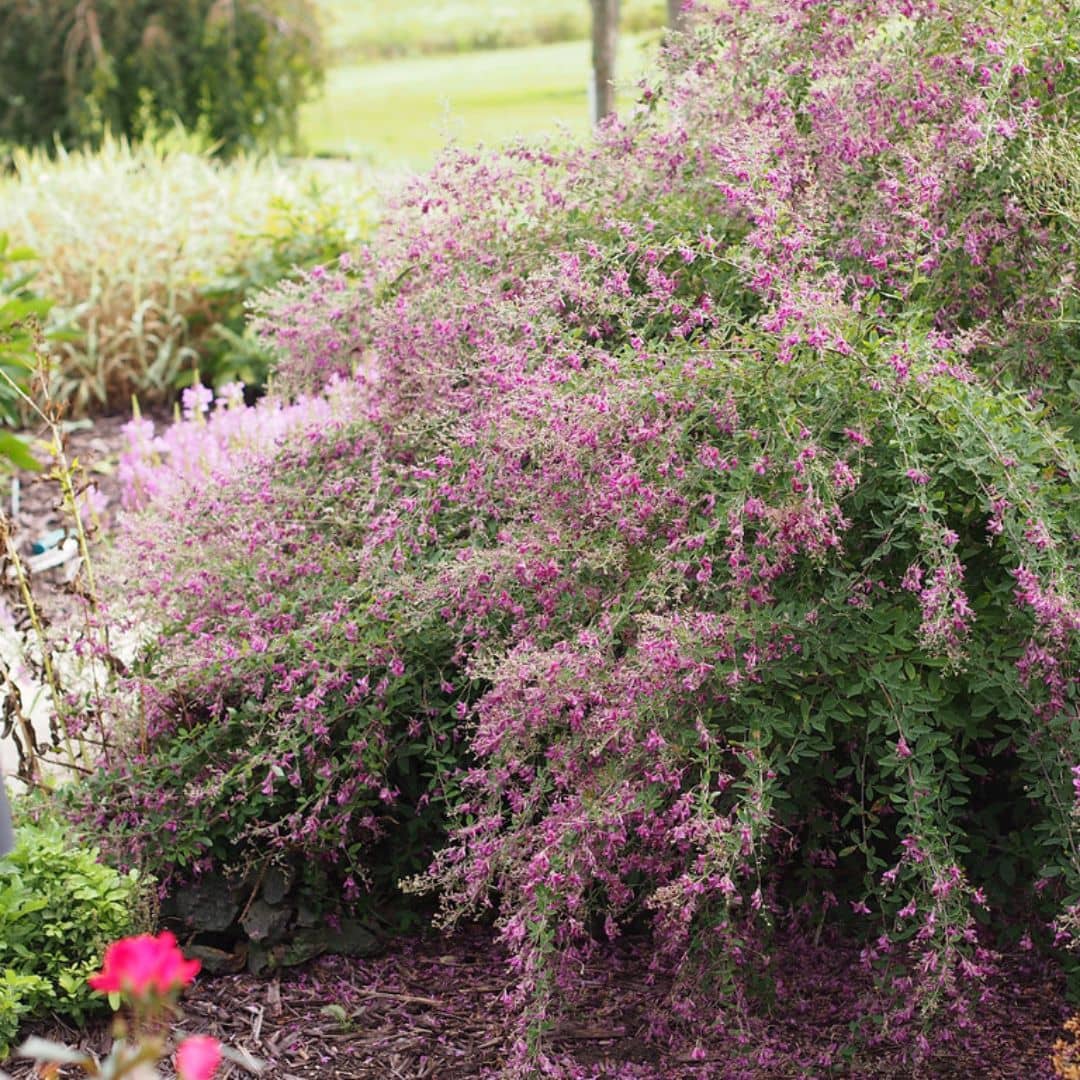 GRAINES LESPEDEZA BICOLOR trefle en arbre arbuste fleurie monde vegetal