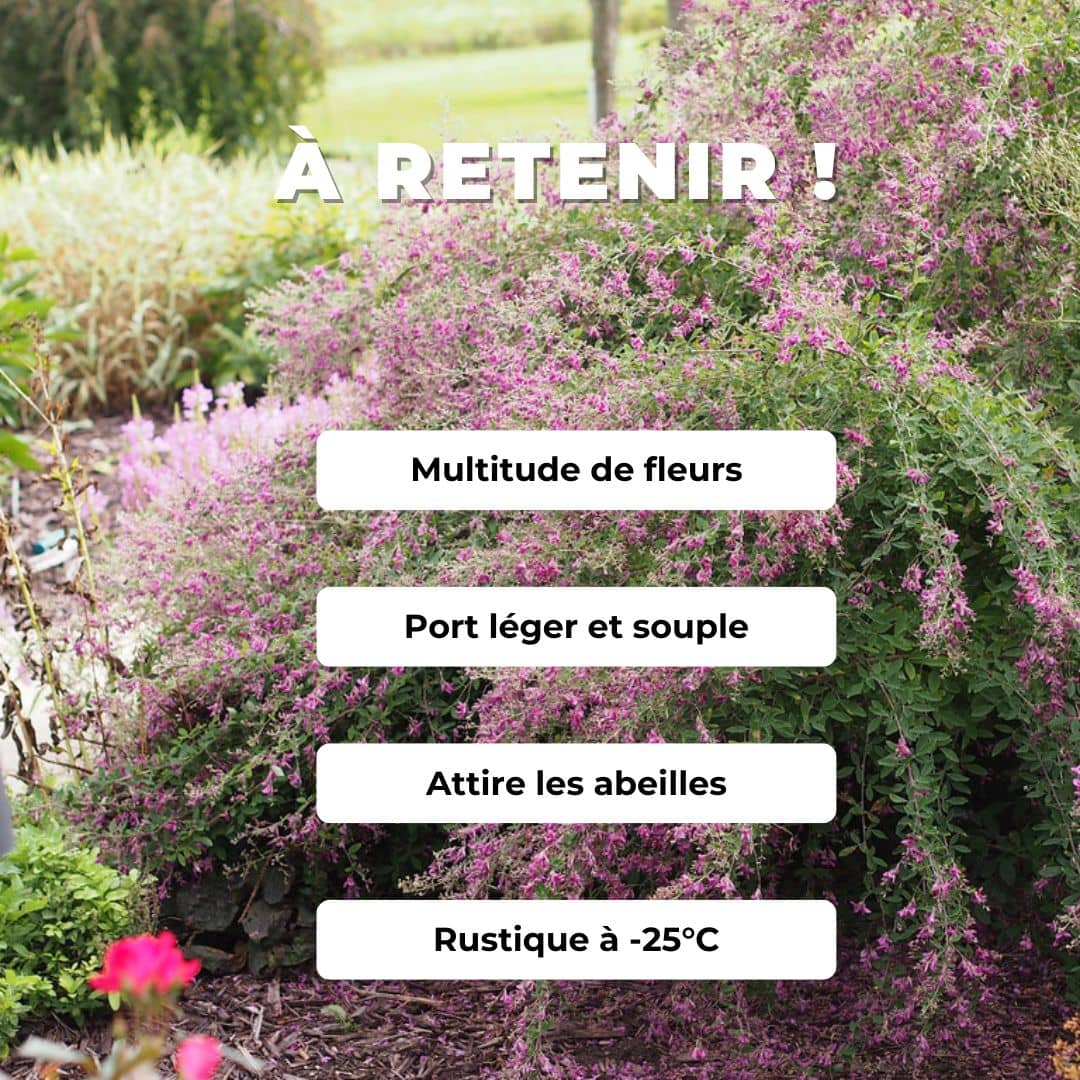 GRAINES LESPEDEZA BICOLOR trèfle en arbre arbuste fleurie monde vegetal comment semer et cultiver