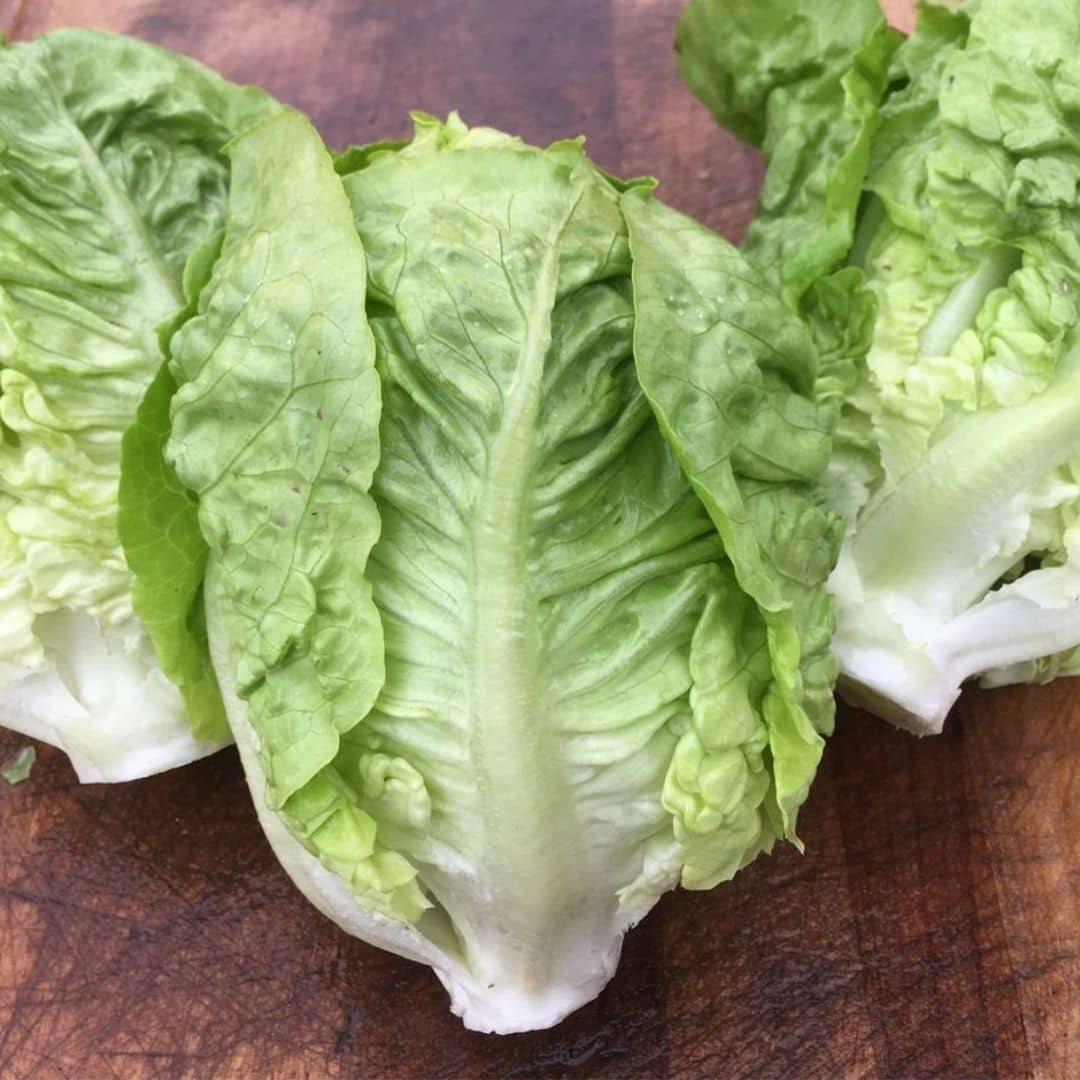 GRAINES Laitue Sucrine Lactuca satvia laitue romaine à cultiver avec monde végétal