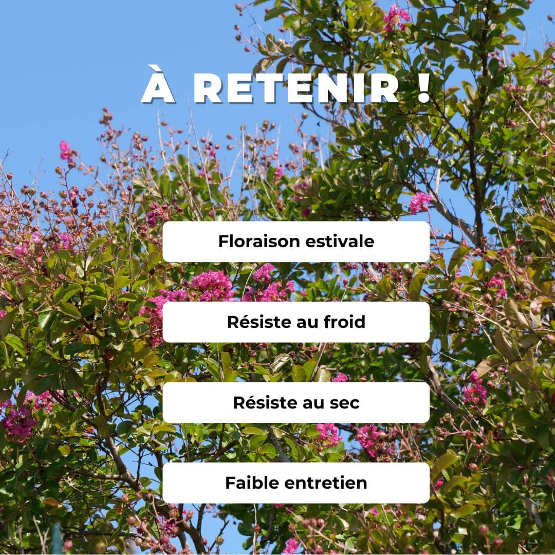 GRAINES Lilas des Indes Lagerstroemia indica comment cultiver