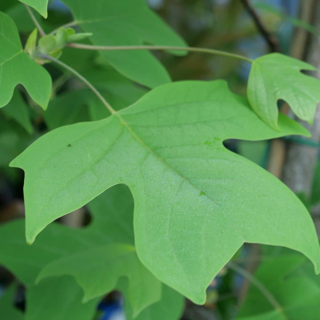 GRAINES Liriodendron tulipifera Tulipier de Virginie à semer monde vegetal