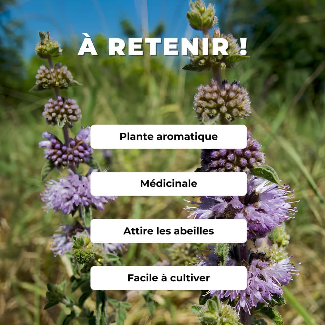 GRAINES Mentha pulegium menthe pouliot monde végétal semences de plantes aromatiques comment cultiver les plantes sauvages