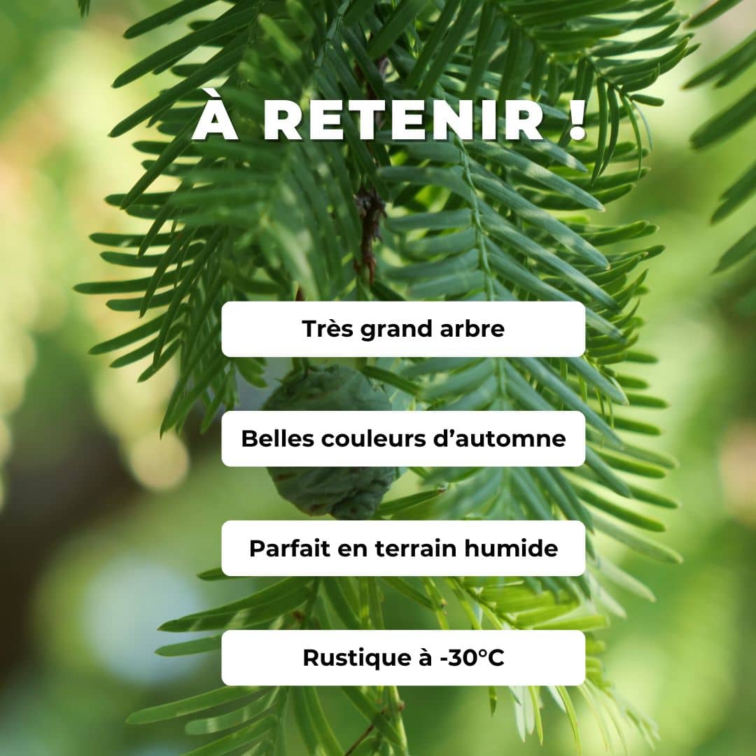 GRAINES - Métaséquoia de Chine (Metasequoia glyptostroboides)