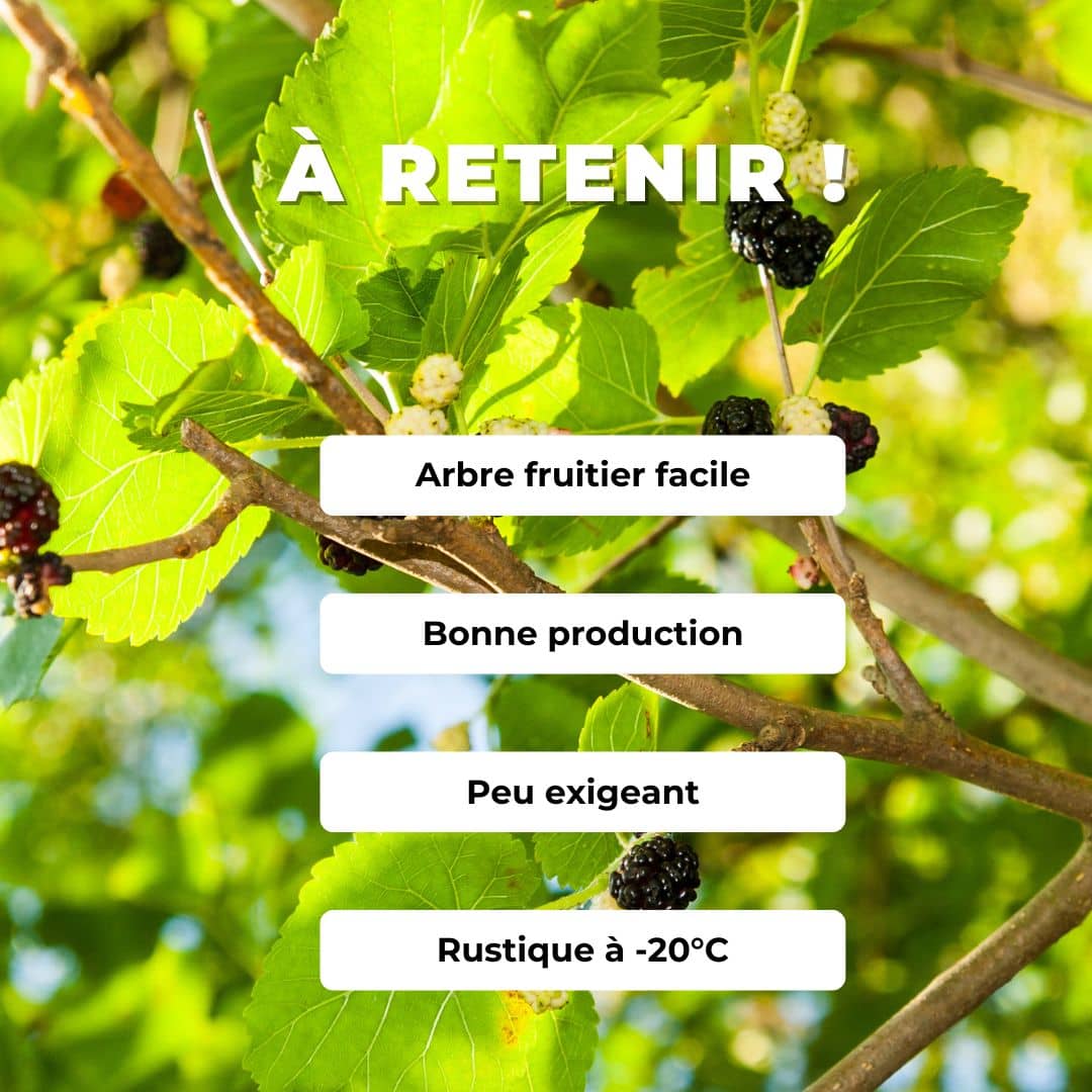 GRAINES Mûrier noire Morus nigra arbre fruitier à cultiver monde vegetal comment semer