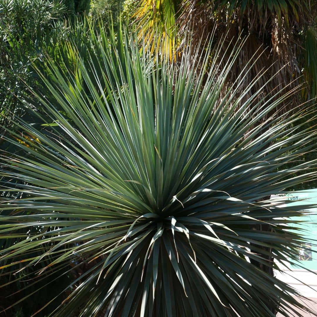 GRAINES Noline Bleue Nolina nelsonii monde vegetal