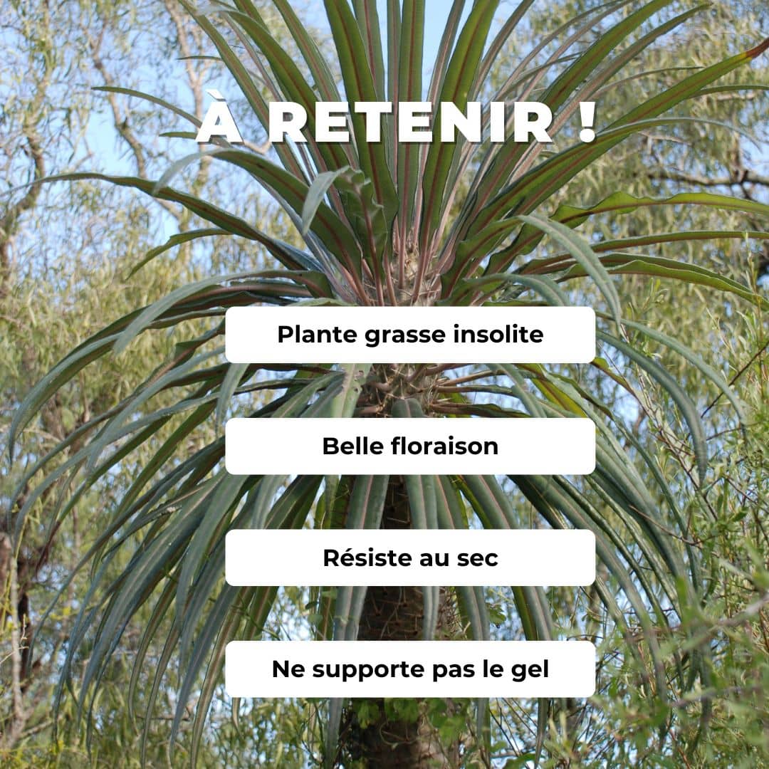 GRAINES Pachypodium geayi palmier malgache plante grasse insolite monde vegetal comment semer et cultiver