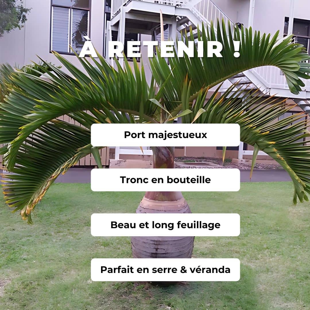 GRAINES - Palmier Bouteille Hyophorbe lagenicaulis palmiers rares monde végétal comment semer et cultiver