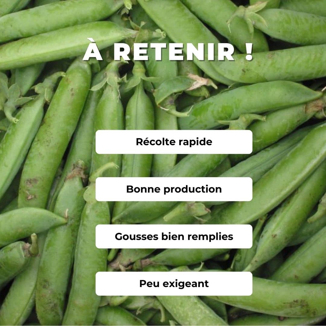 GRAINES Petit Pois Merveille de Kelvedon Pisum sativum monde vegetal comment semer et cultiver