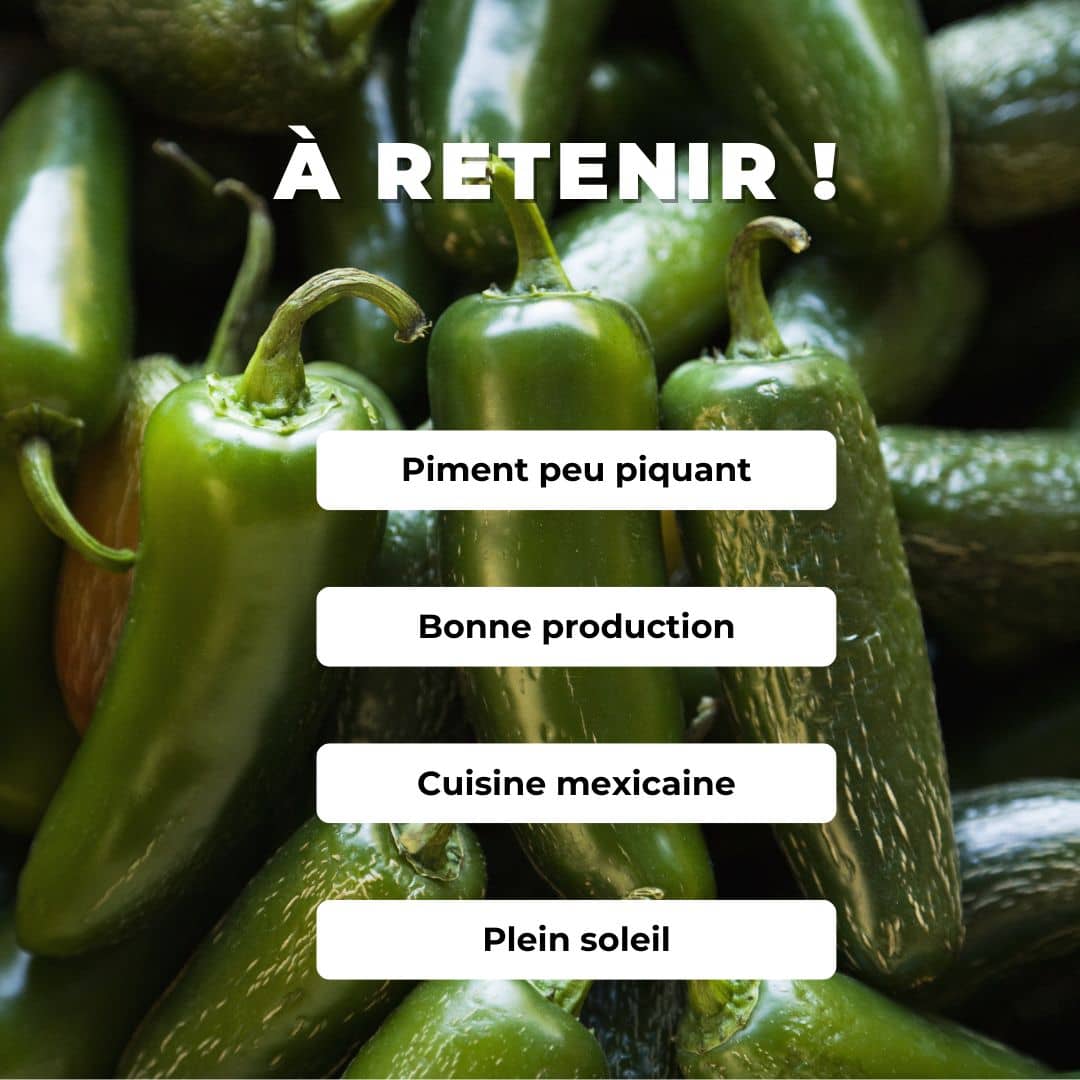GRAINES Piment Jalapeño capsicum annuum plantes rares monde végétal comment le semer et le cultiver