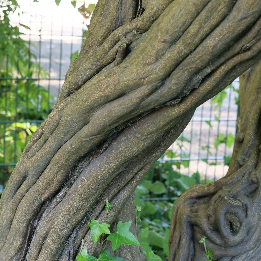 GRAINES Poncirus trifoliata agrume rustique à l'écorce sinueuse monde vegetal