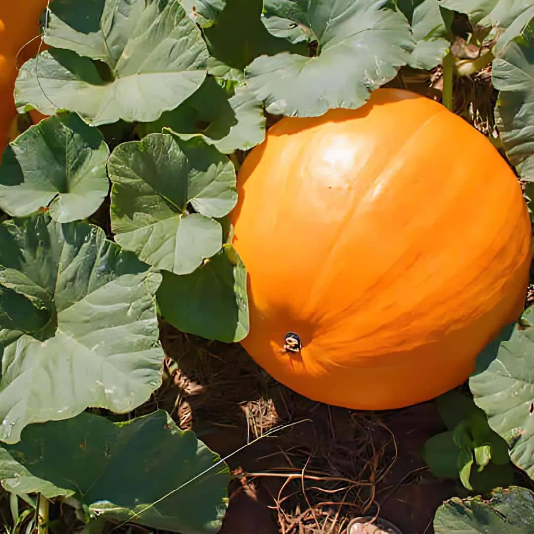 GRAINES Potiron bambino CUCURBITA MAXIMA plantes potagères monde végétal
