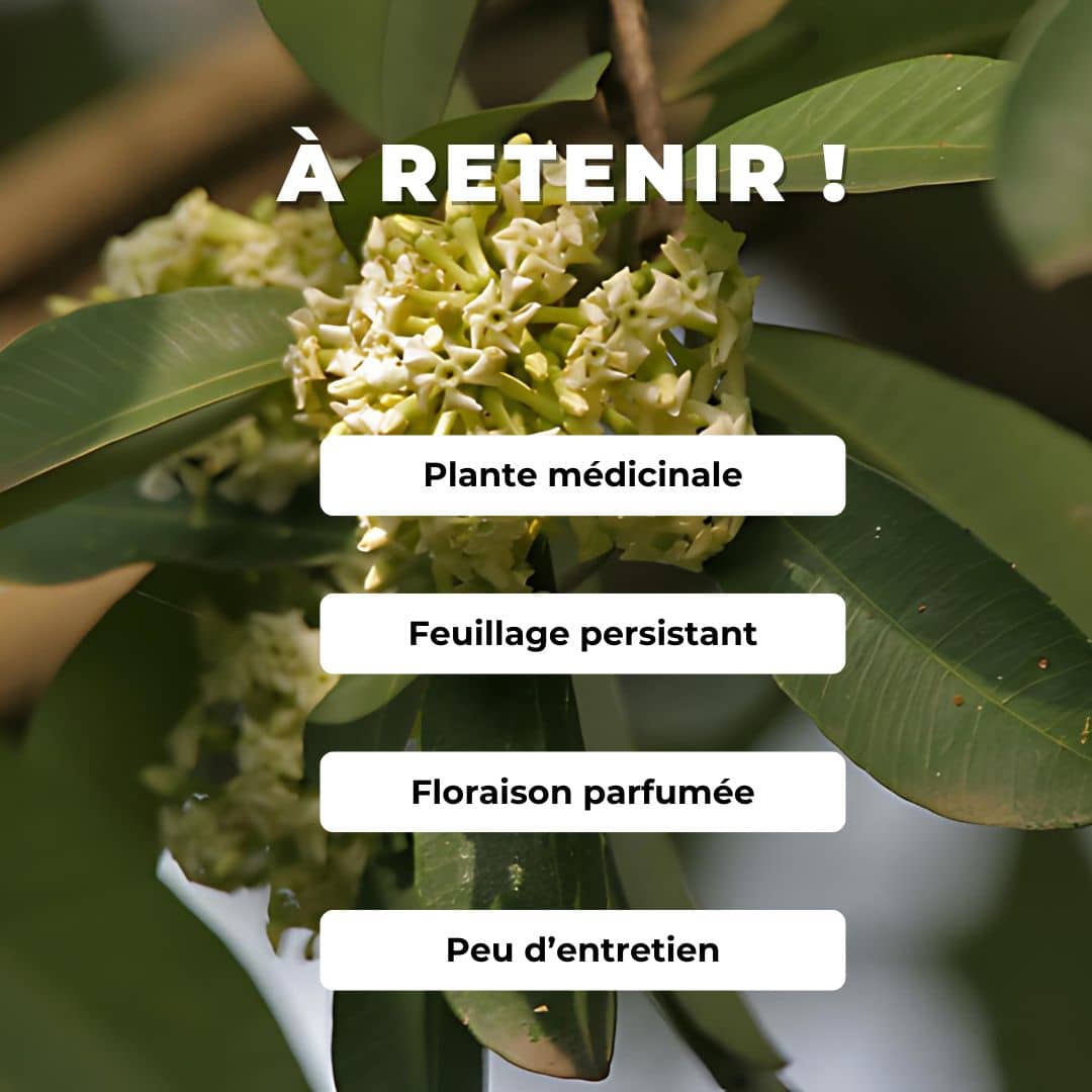 GRAINES - Quinquina d'Inde Alstonia scholaris comment semer et cultiver