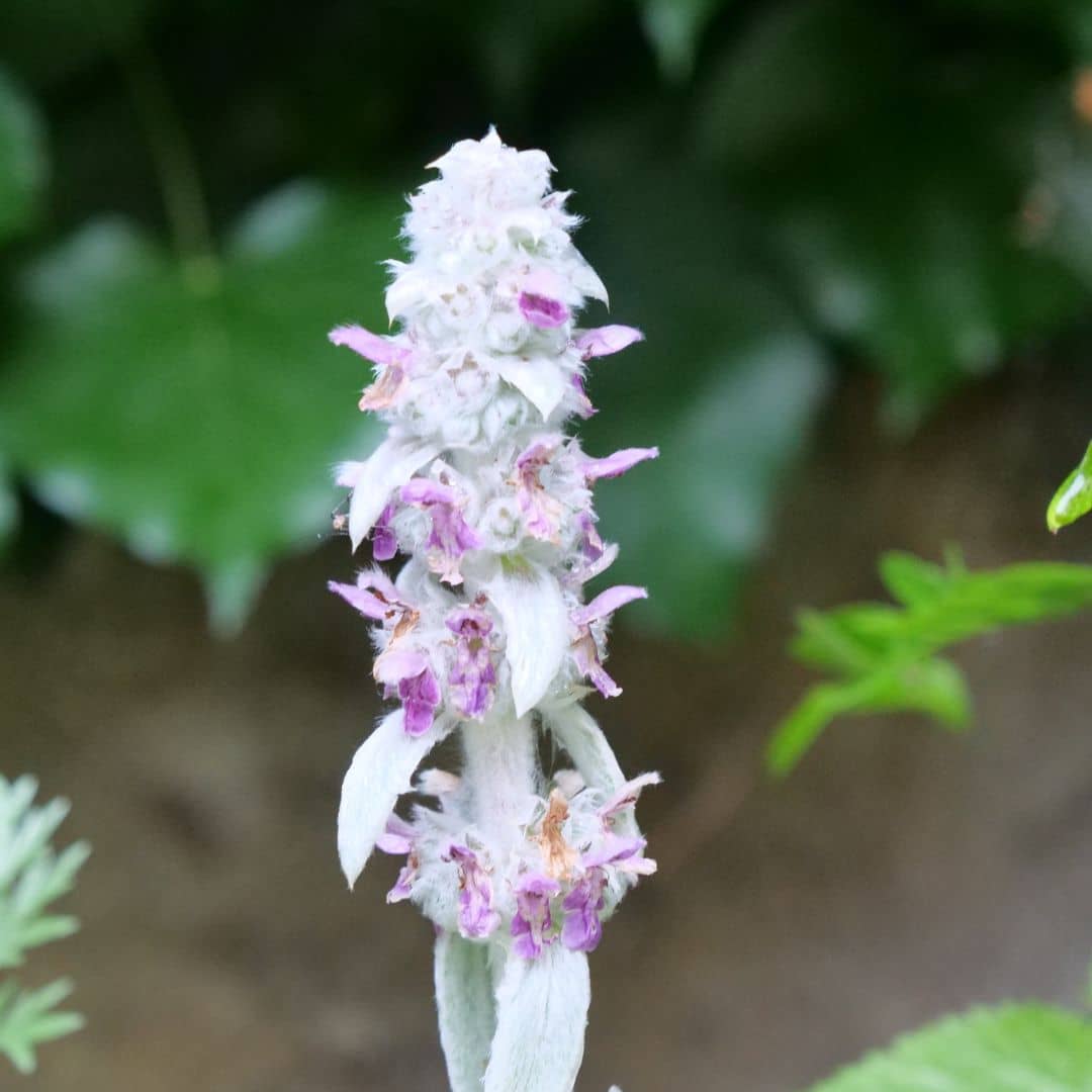 GRAINES Stachys lanata épiaire de byzance monde vegetal
