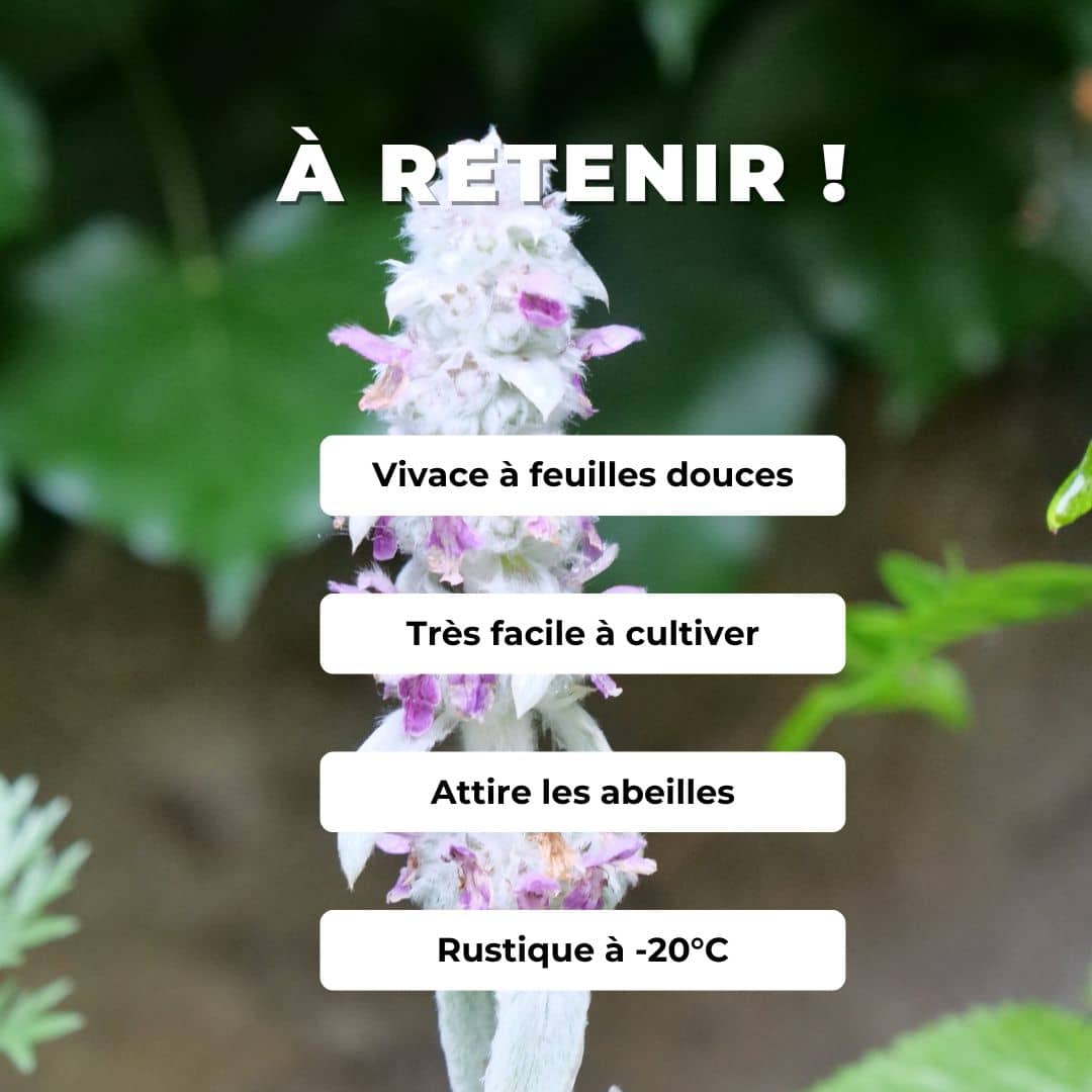 GRAINES Stachys lanata épiaire de byzance monde végétal plantes de plein soleil