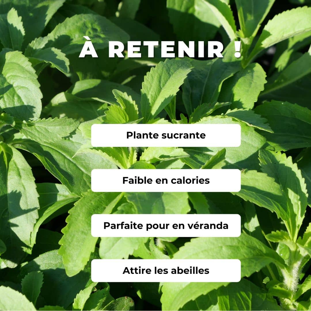 GRAINES Stévia Stevia rebaudiana plantes aromatiques rares monde vegetal comment semer et cultiver
