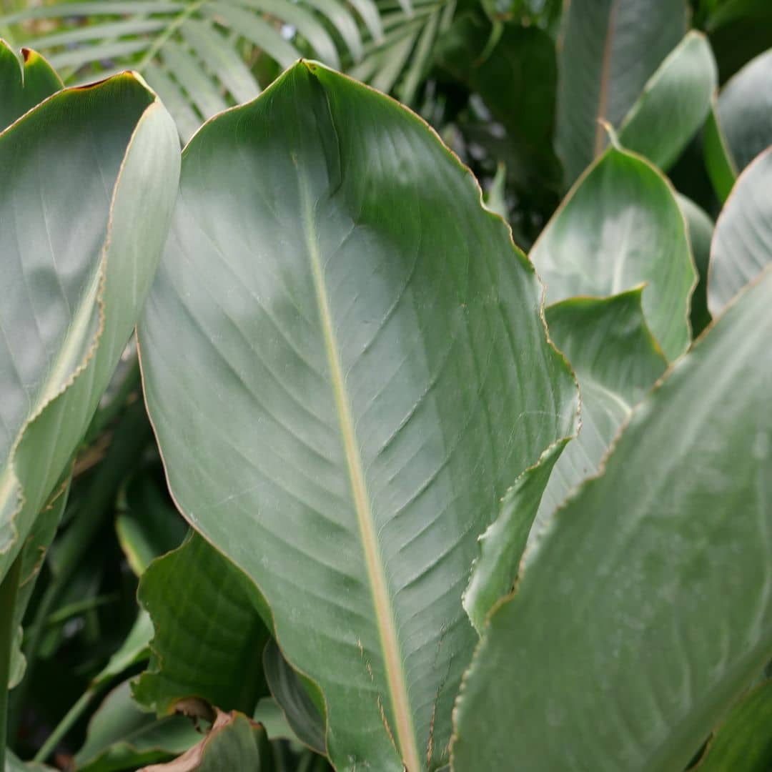 GRAINES Strelitiza reginae oiseaux de paradis orange à semer avec les conseils de monde vegetal comment semer et cultiver