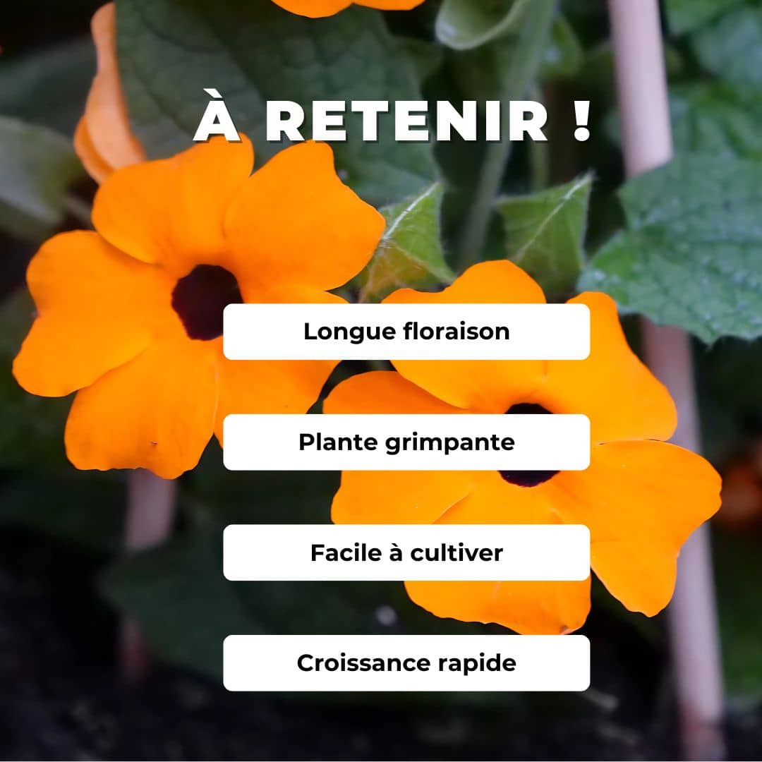 GRAINES Suzanne aux Yeux Noirs Thunbergia alata plante rare monde vegetal comment la cultiver