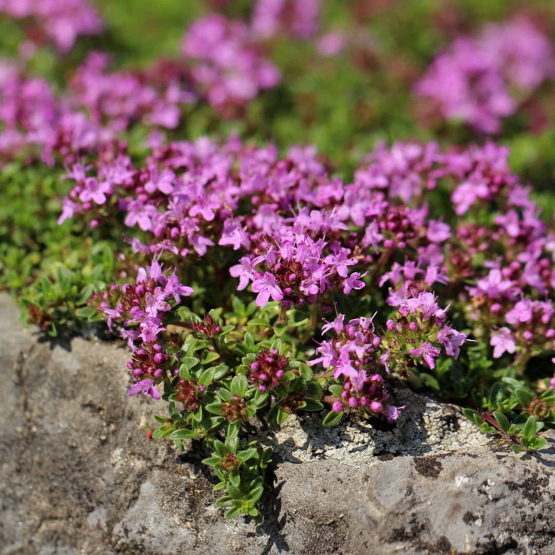 GRAINES THYMUS SERPYLLUM thym serpolet plante aromatique rampante monde vegetal