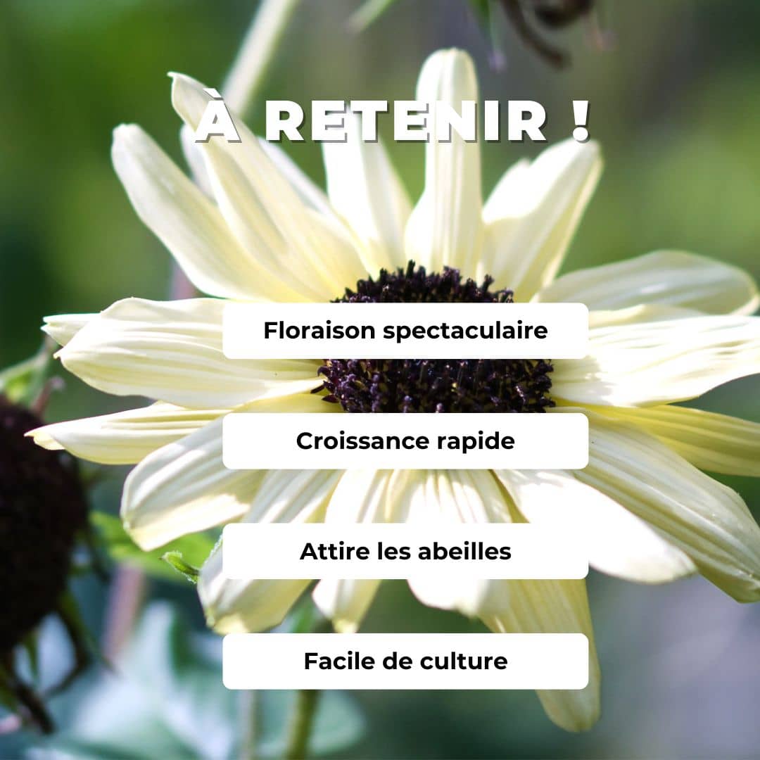 GRAINES TOURNESOL BLANC Helanthus debilis Vanilla ice comment le semer et le cultiver