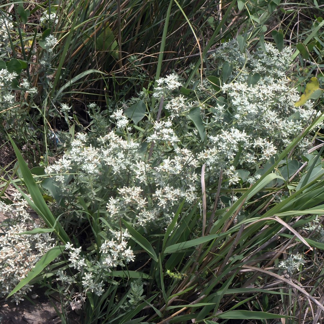 GRAINES Teucrium polium plante saucisson
