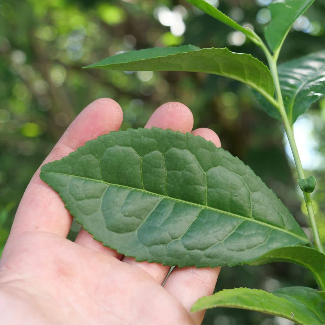 GRAINES Théier Thé véritable Camellia sinensis à semer monde vegetal