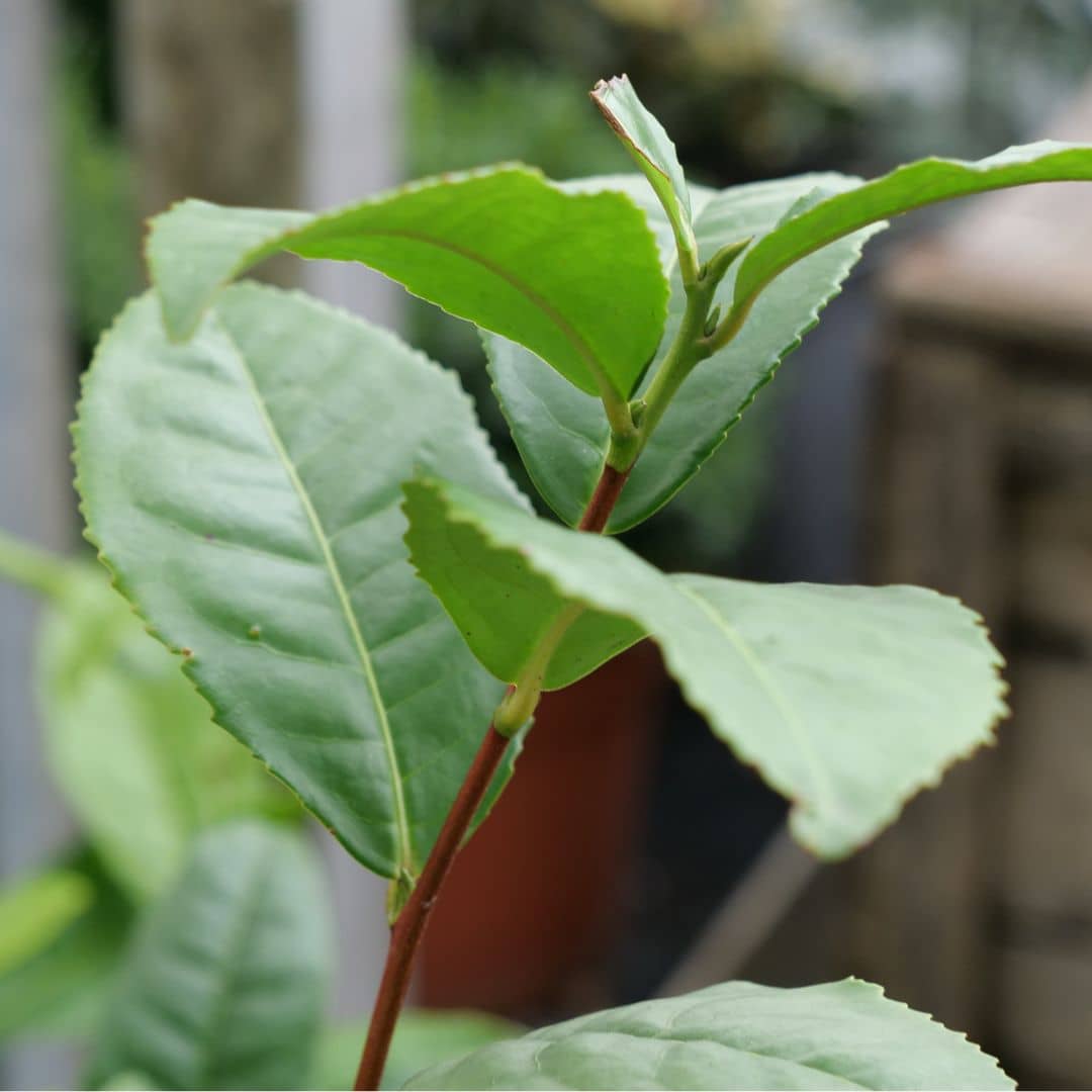 GRAINES Théier Thé véritable Camellia sinensis à semer monde vegetal comment le cultiver