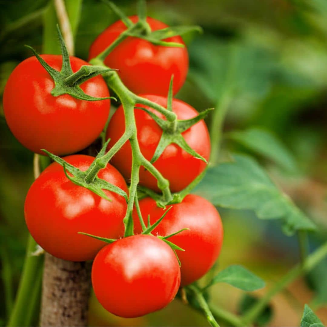 GRAINES Tomate Alka plein champ solanum lycopersicum monde végétal