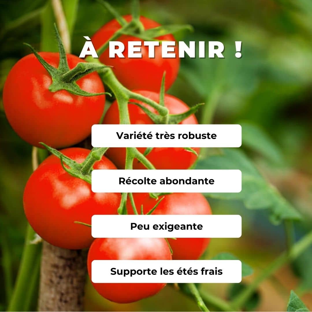 GRAINES Tomate Alka plein champ solanum lycopersicum monde végétal comment semer et cultiver