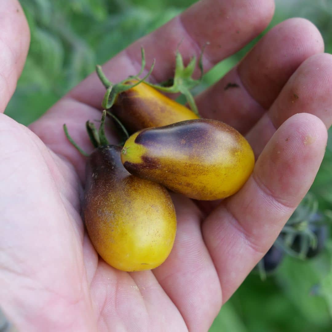 GRAINES Tomate indigo pear drops variété de tomate ancienne rares