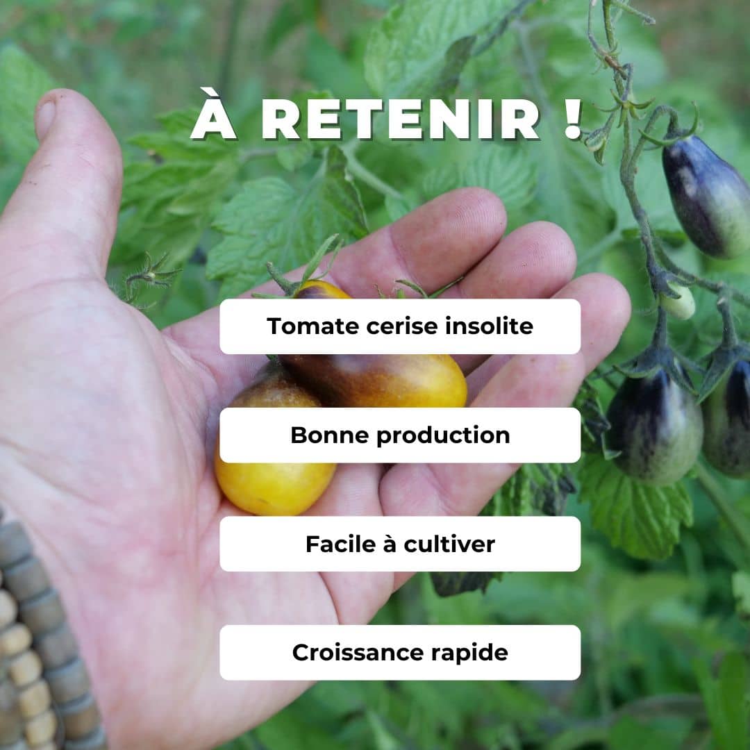 GRAINES Tomate indigo pear drops variété de tomate cerise rare monde vegetal comment semer cultiver et récolter