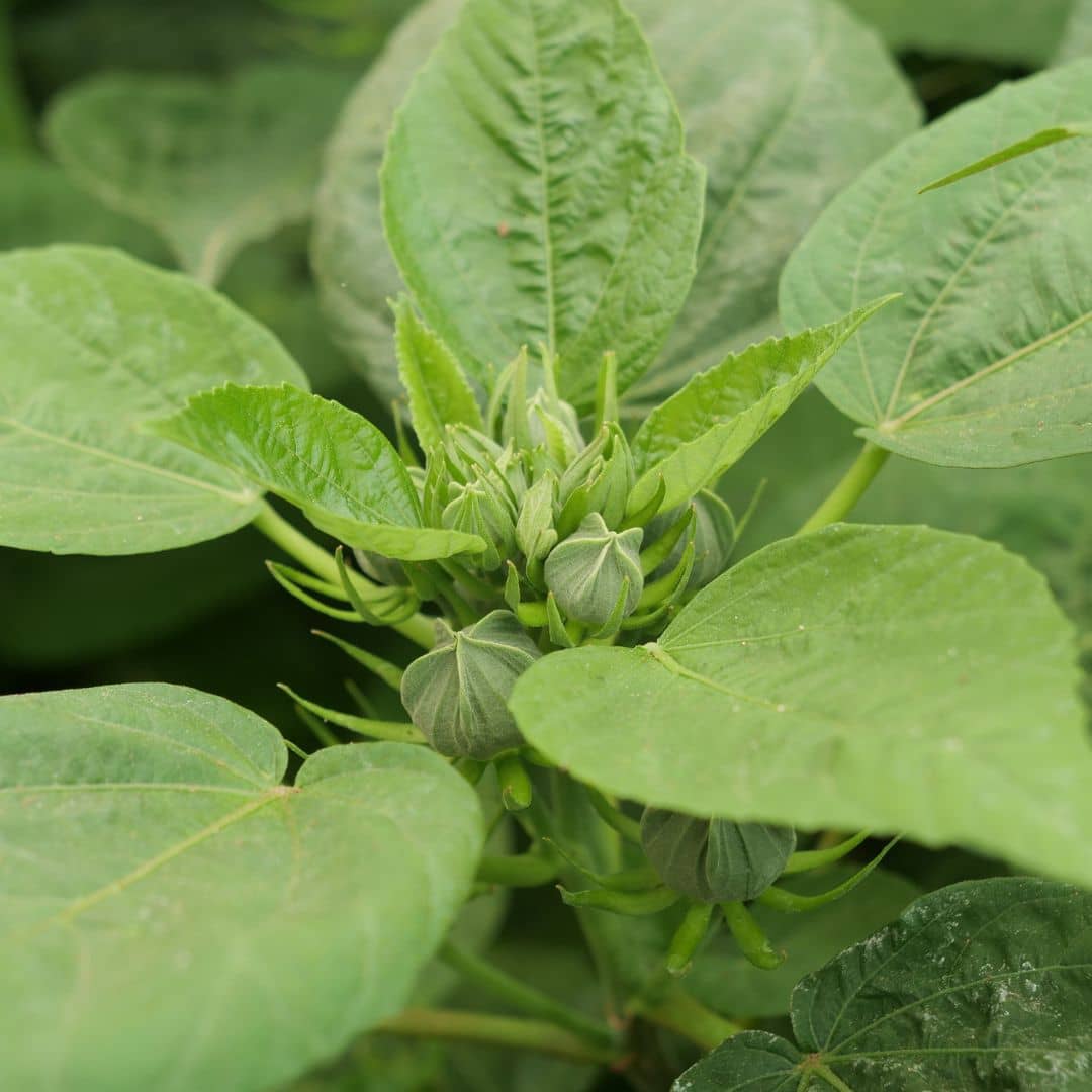 GRAINES à semer d'hibiscus des marais