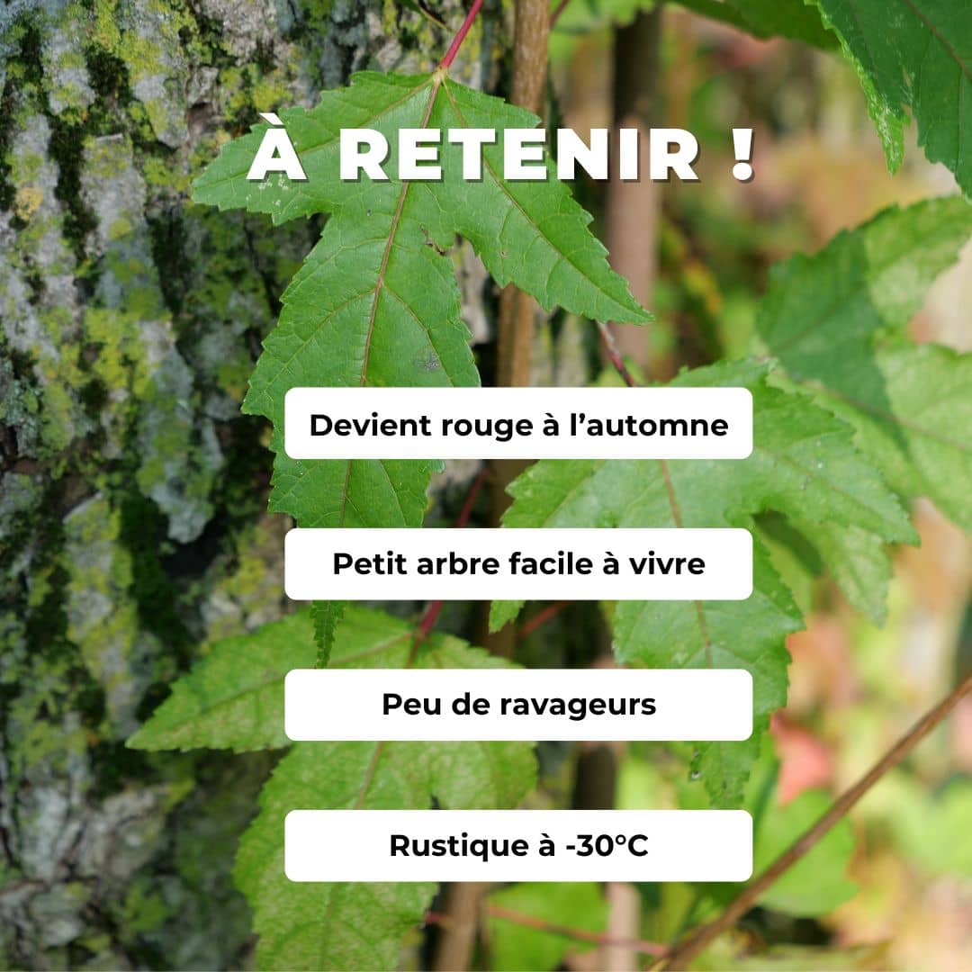 GRAINES acer ginnala érable de l'amour arbustes rares à feuilles rouge d'automne comment faire germer des semences de Acer tataricum subsp. ginnala