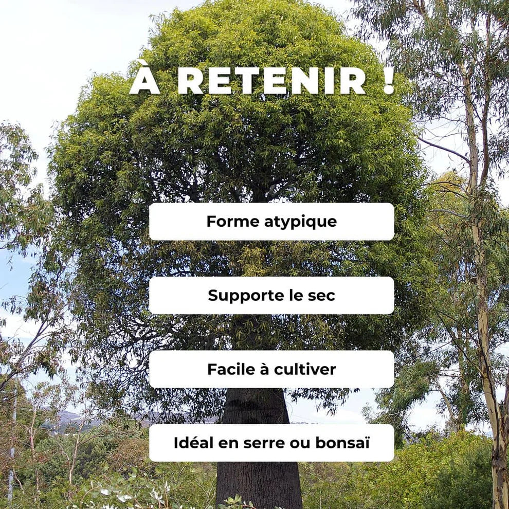 plant_brachychiton_rupestris_Arbre_Bouteille_Australien_arbres_rares_monde_vegetal_arbres_a_caudex