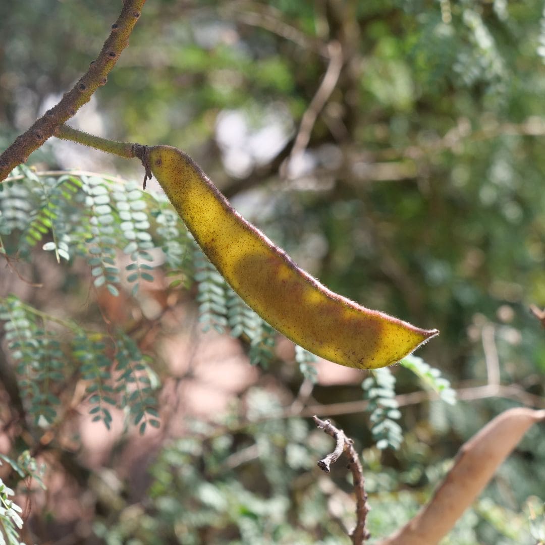 GRAINES caesalpinia gilliesii petit flamboyant jaune monde vegetal détail des fruits