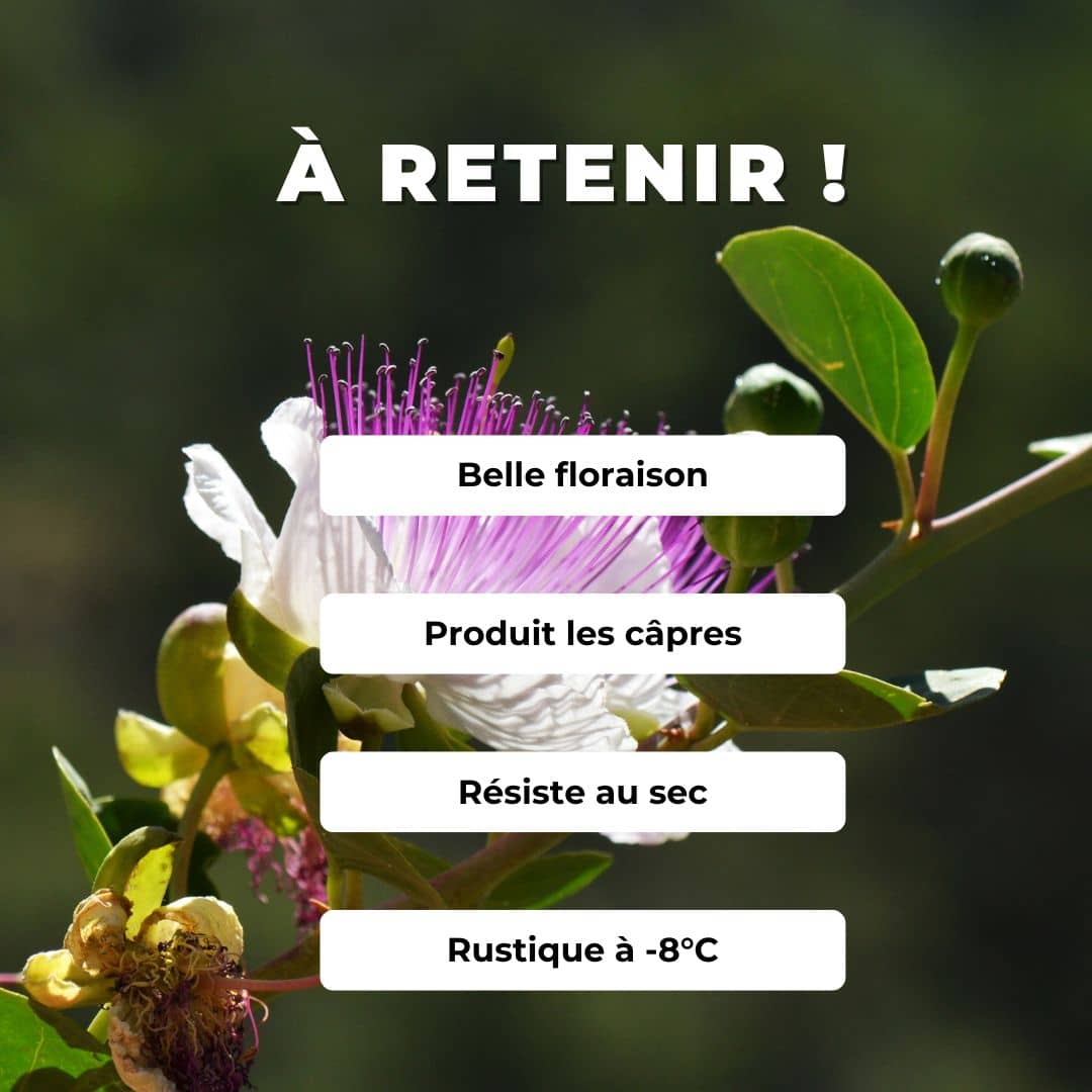 GRAINES câprier capparis spinosa plantes comestibles rares monde vegetal comment semer et cultiver