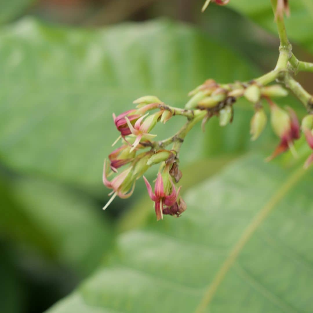 GRAINES d'Anacardier Noix de Cajou Anacardium occidentale à semer et cultiver monde vegetal