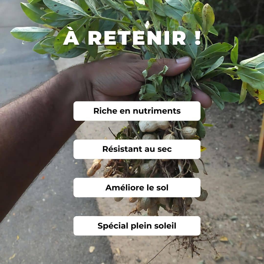 GRAINES d'Arachide cacahuète Arachis hypogaea plantes potagères monde végétal comment faire germer des cacahuètes