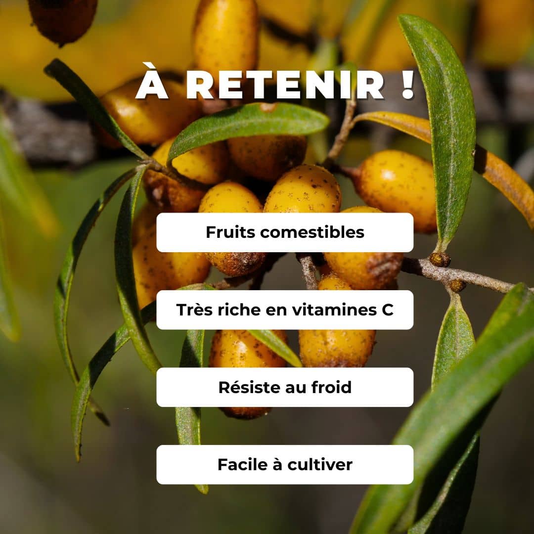 GRAINES d'Argousier Hippophae rhamnoides comment semer et cultiver
