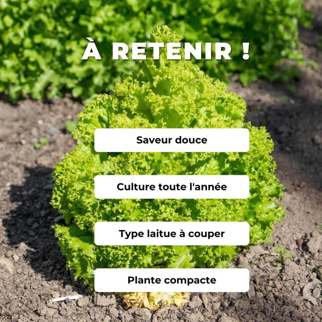GRAINES de Lactuca sativa laitue Lollo Bionda comment semer et cultiver