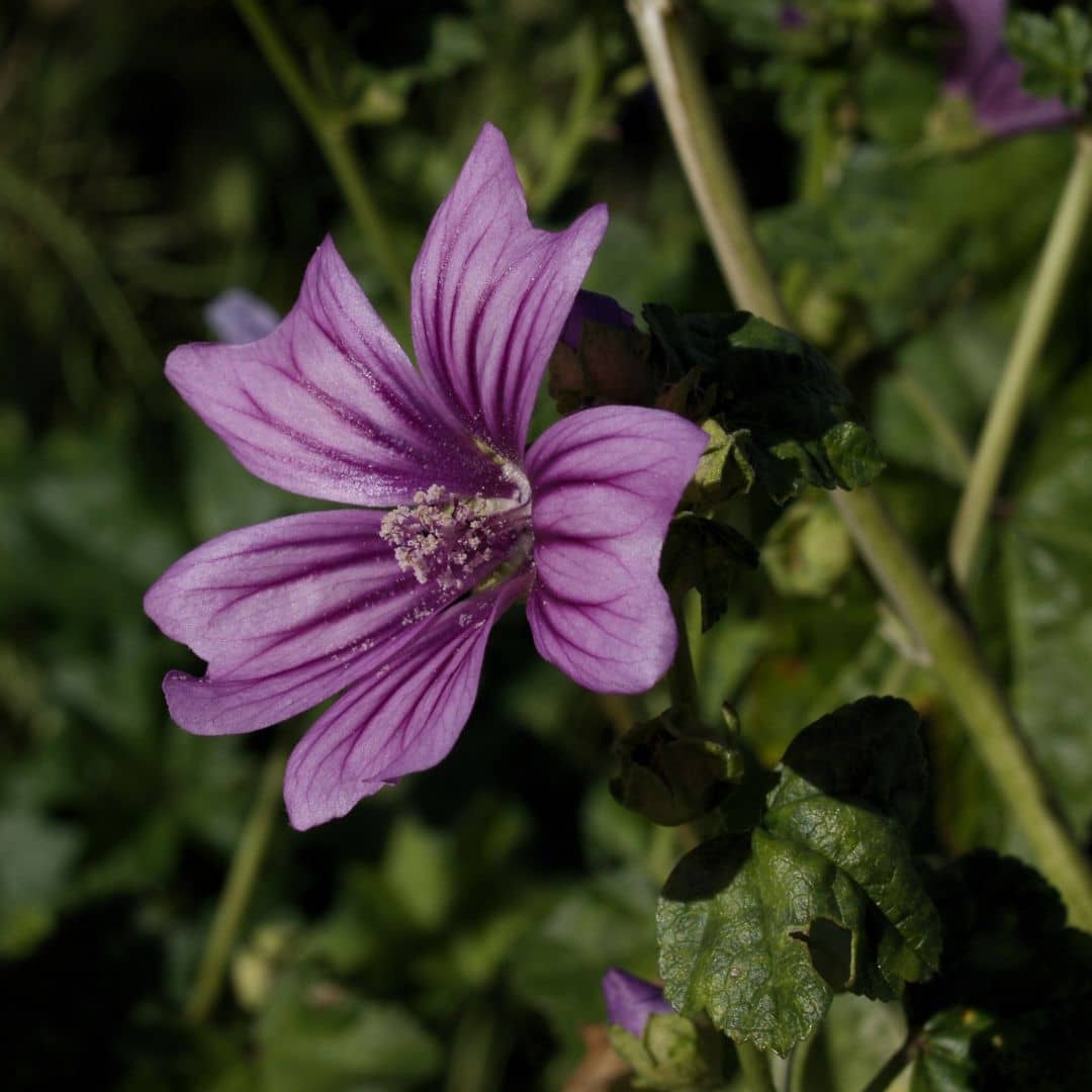 GRAINES de Mauve Sylvestre mauve sauvage malva sylvestris plantes sauvages et médicinales de monde végétal