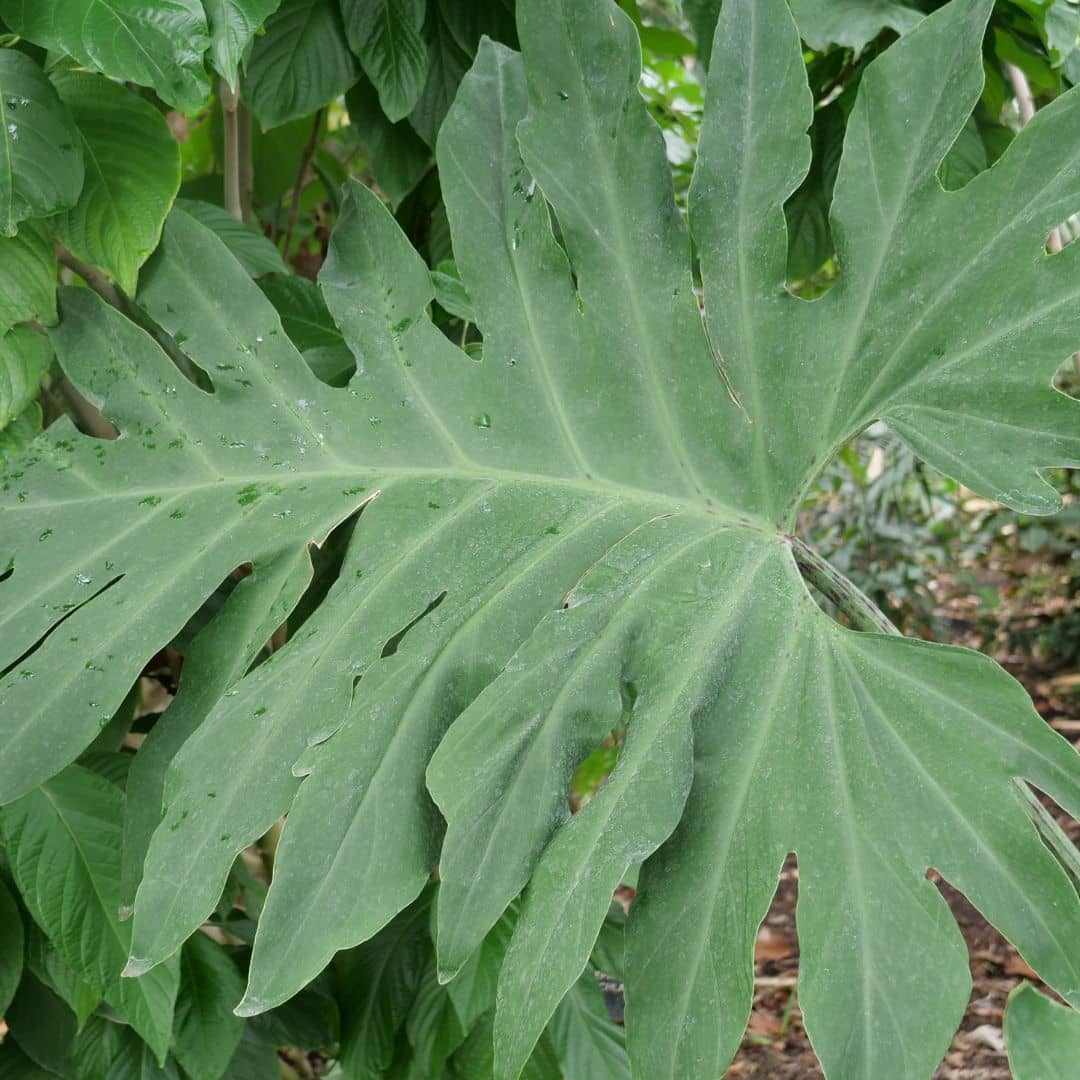 GRAINES de Philodendron Selloum Thaumatophyllum bipinnatifidum planes rares à cultiver monde vegetal