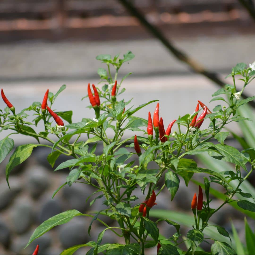 GRAINES de Piment Oiseau Capsicum frutescens collection de piment monde végétal