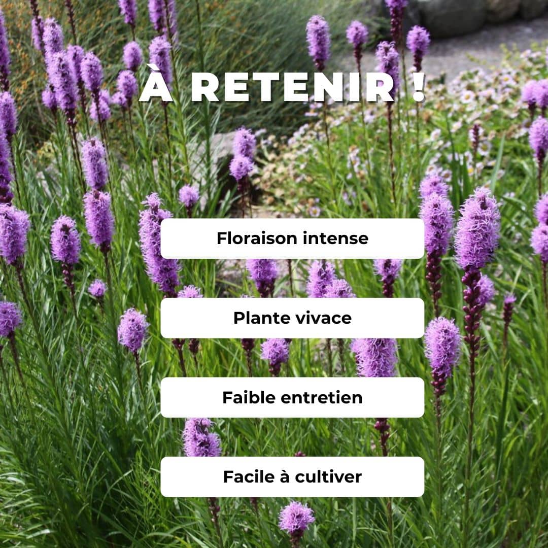 GRAINES de Plumes du Kansas liatris spicata comment semer et cultiver