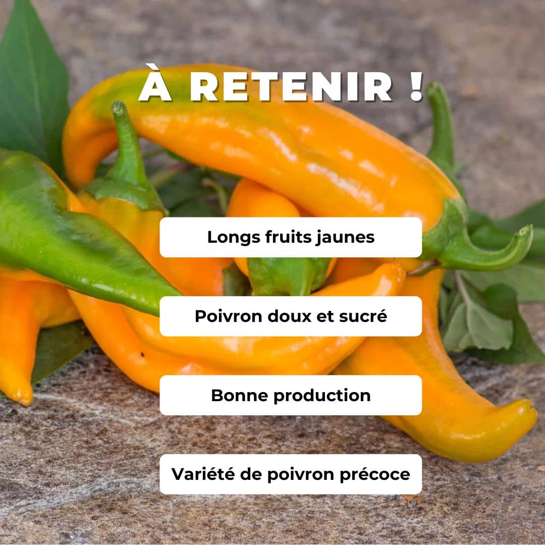 GRAINES de Poivron corne de taureau jaune poivron allongé monde végétal