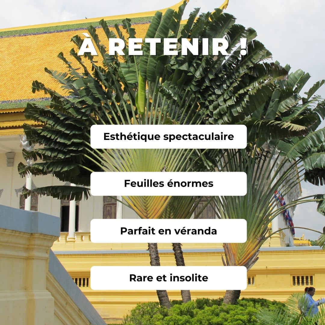 GRAINES de Ravenala madagascariensis comment semer et cultiver l'arbre du voyageur monde végétal