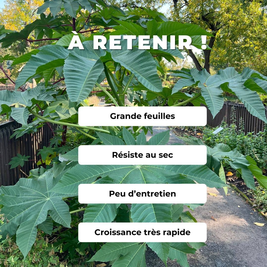 GRAINES de Ricin Ricinus communis plantes rares monde végétal comment semer et cultiver
